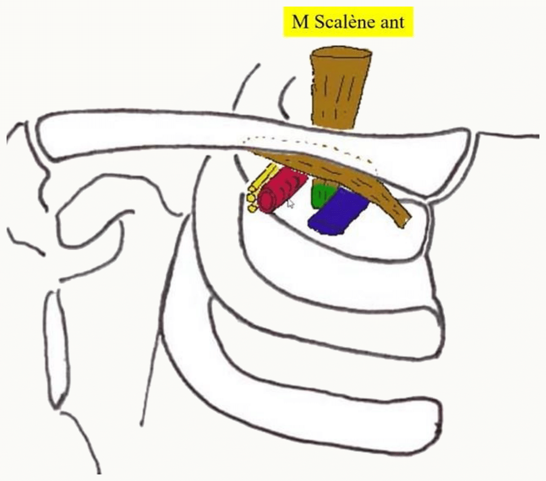 Muscle scalène antérieur et défilé cervico-thoracique