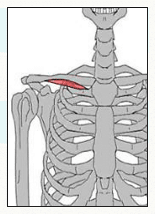 Muscle sous-clavier tendu de la première côte à la face inférieure de la clavicule