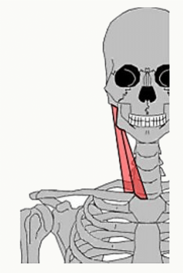 Muscle sterno-cléido-mastoïdien tendu du sternum et de la clavicule au processus mastoïde