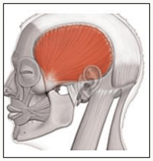 Muscle temporal occupant la fosse temporale et se dirigeant vers la mandibule