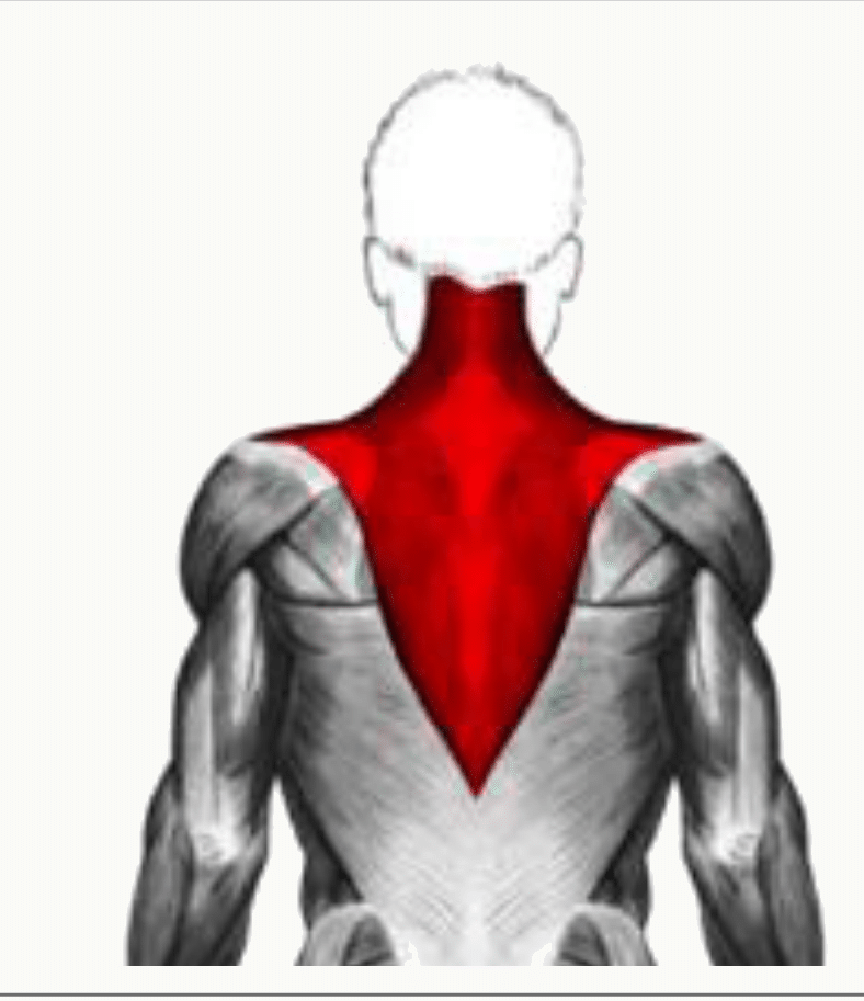 Muscle trapèze déployé de l'occiput et des épineuses jusqu'à la ceinture scapulaire