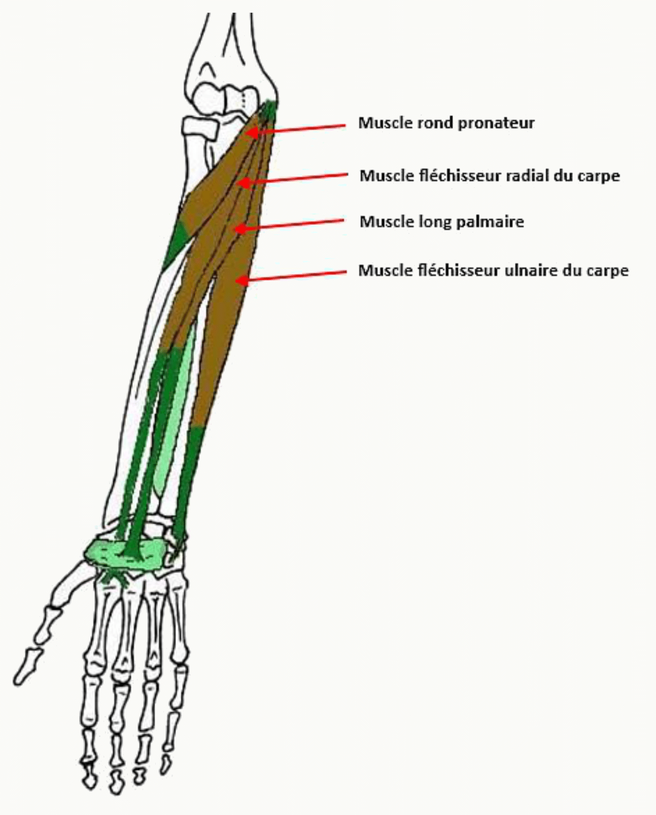 Muscles antérieurs superficiels : rond pronateur, fléchisseur radial du carpe, long palmaire et fléchisseur ulnaire du carpe