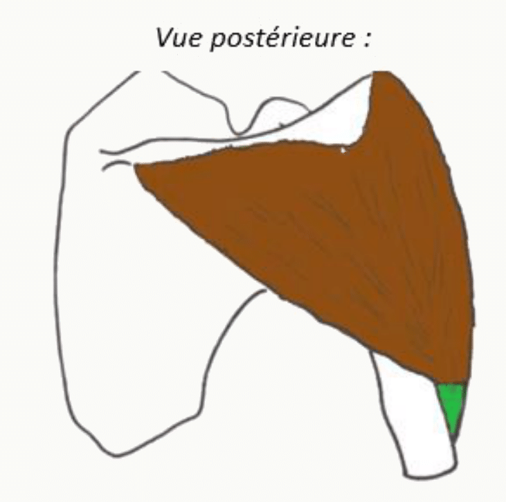 Muscles de l'épaule vus de derrière, sur la face postérieure de la scapula