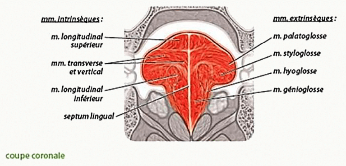 Muscles intrinsèques et extrinsèques de la langue en coupe coronale