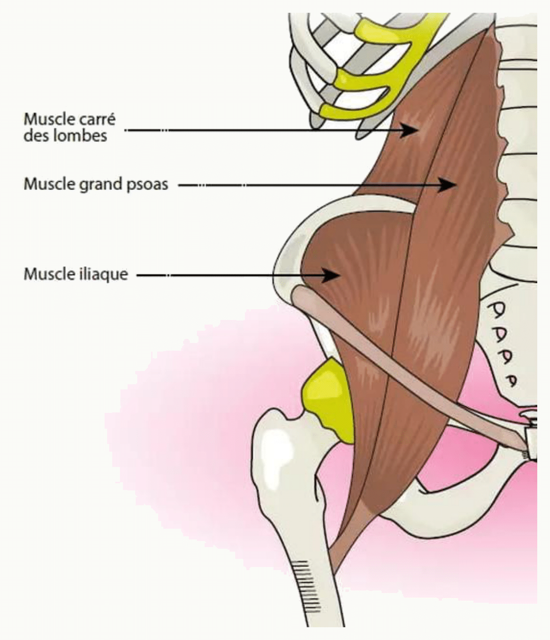 Muscles de la paroi abdominale postérieure : carré des lombes, grand psoas et muscle iliaque
