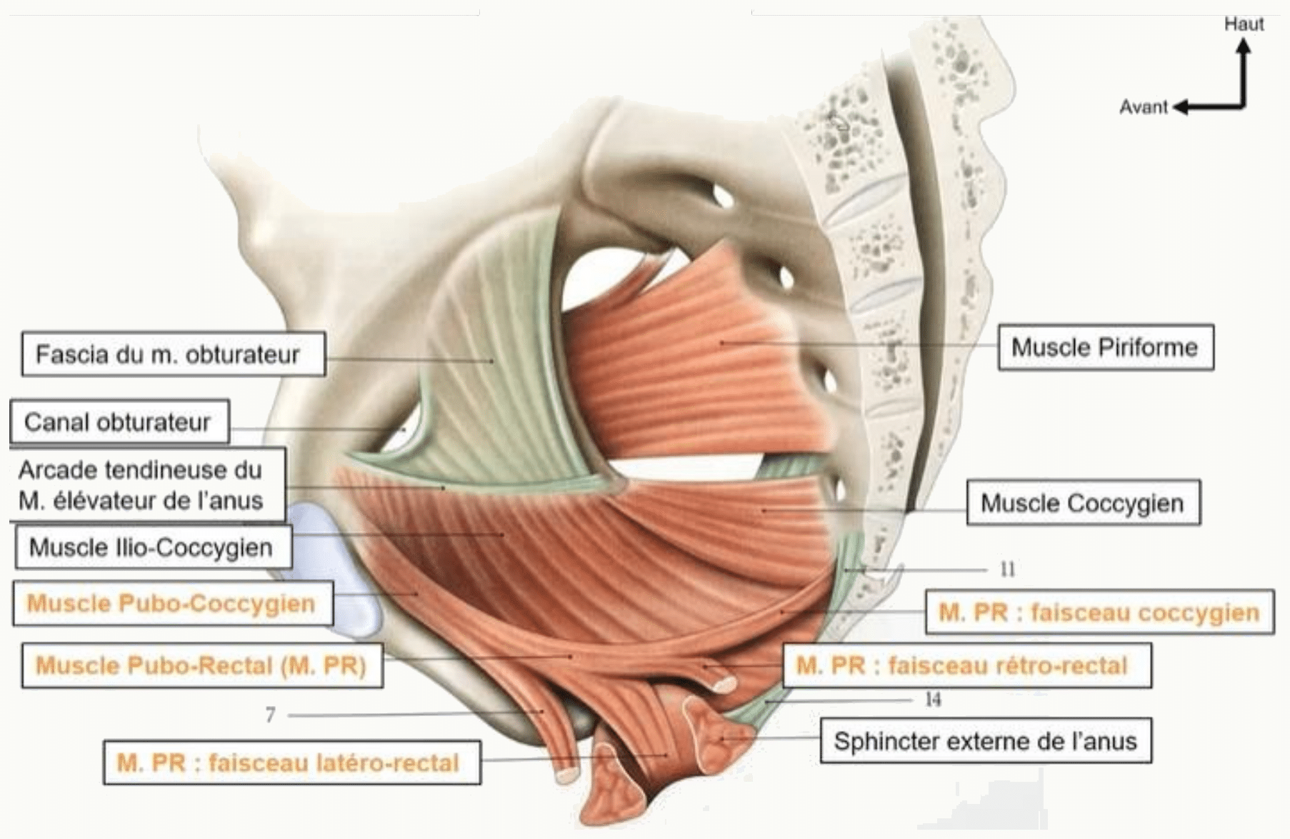 Muscles de la paroi latérale : obturateur interne, piriforme, coccygien et élévateur de l'anus