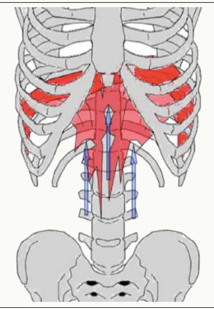 Muscles de la respiration : intercostaux et diaphragme, muscles principaux et accessoires