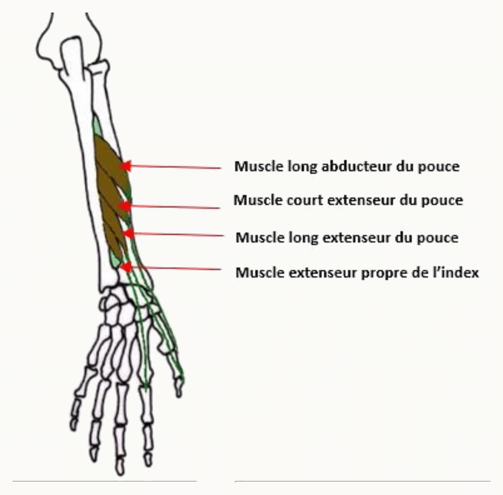Long abducteur, court extenseur, long extenseur du pouce et extenseur propre de l'index