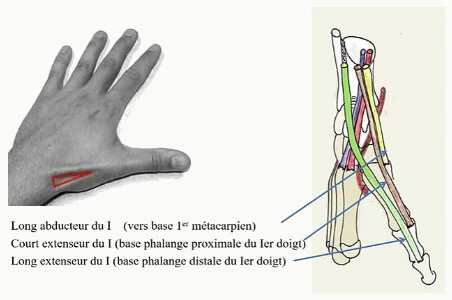 Muscles extrinsèques de la main et trajet de leurs tendons jusqu'aux doigts