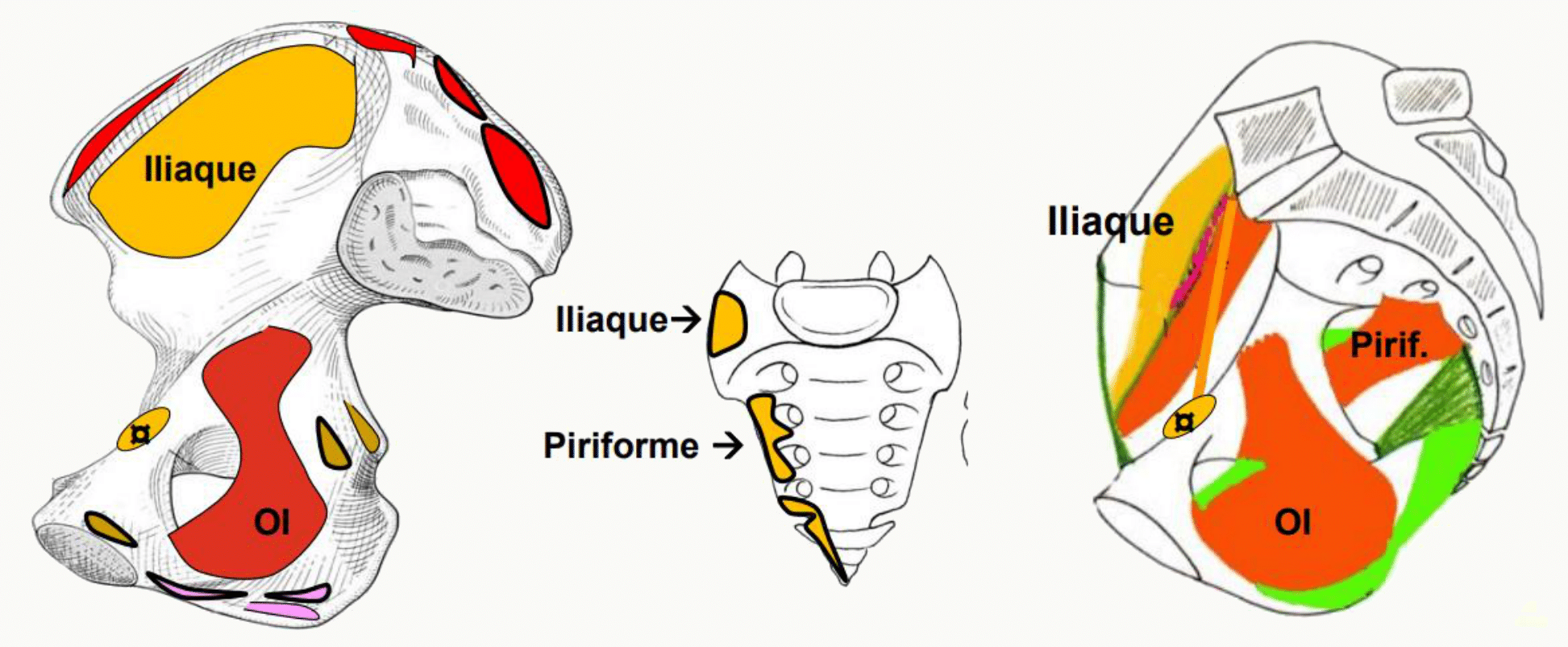 Muscles iliaque et piriforme et leurs insertions sur l'os coxal et le sacrum