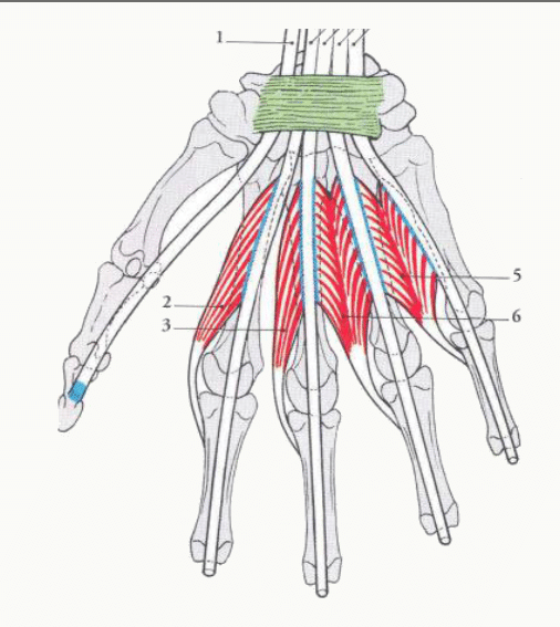 Muscles interosseux et lombricaux et leurs insertions sur les tendons extenseurs
