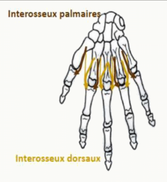 Muscles interosseux palmaires et dorsaux entre les métacarpiens