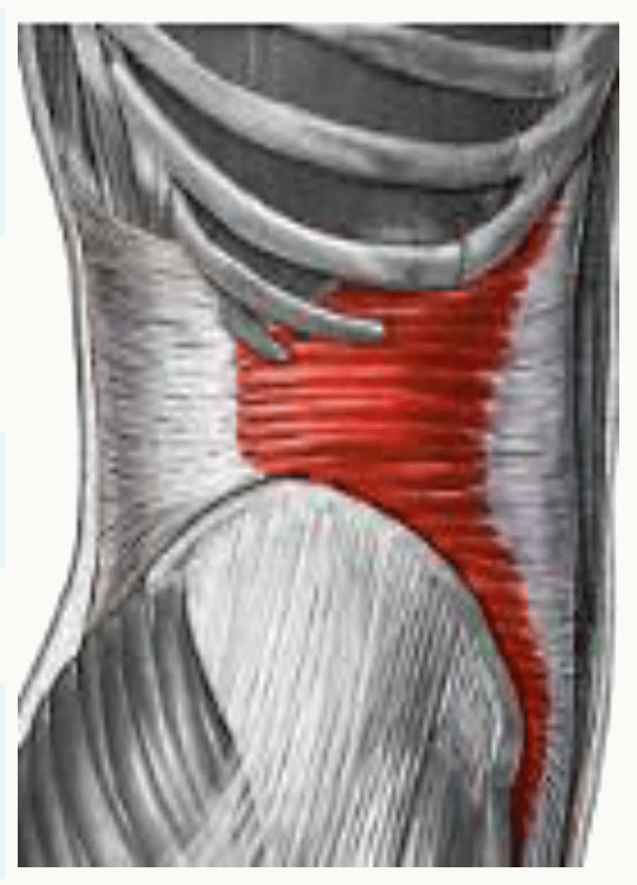 Muscles larges de la paroi abdominale latérale vus en dissection