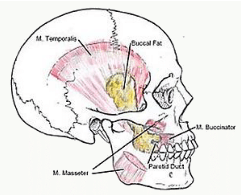Muscles masséter, temporal et buccinateur insérés sur le massif facial
