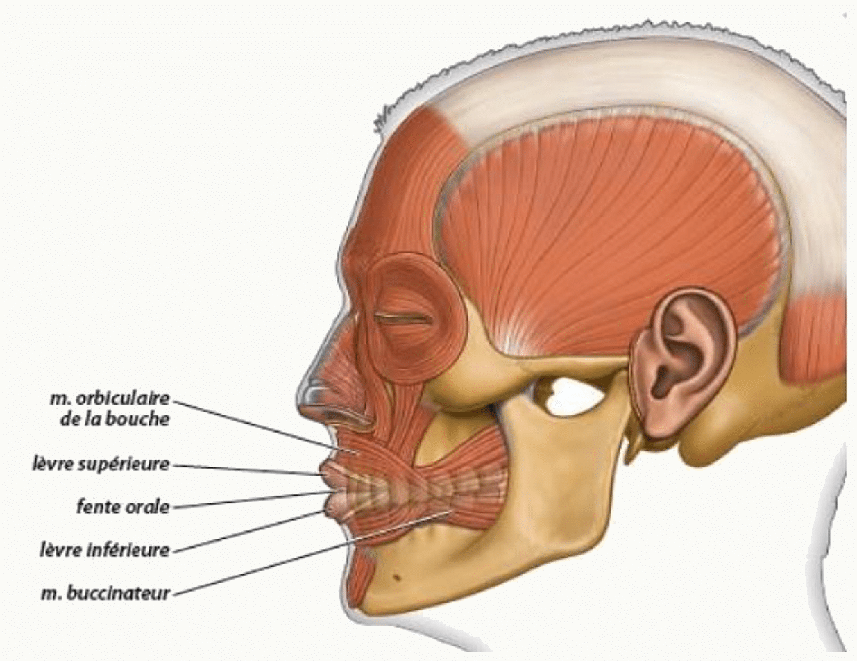 Muscles orbiculaire de la bouche et buccinateur formant la paroi antérieure et latérale de la cavité orale