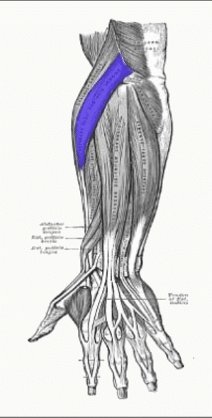 Vue d'ensemble des muscles postérieurs de l'avant-bras et de leurs tendons