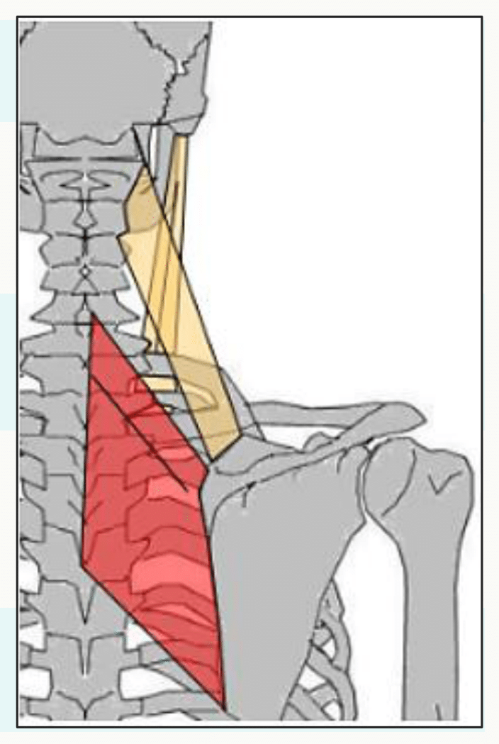 Muscles rhomboïdes tendus des épineuses au bord médial de la scapula