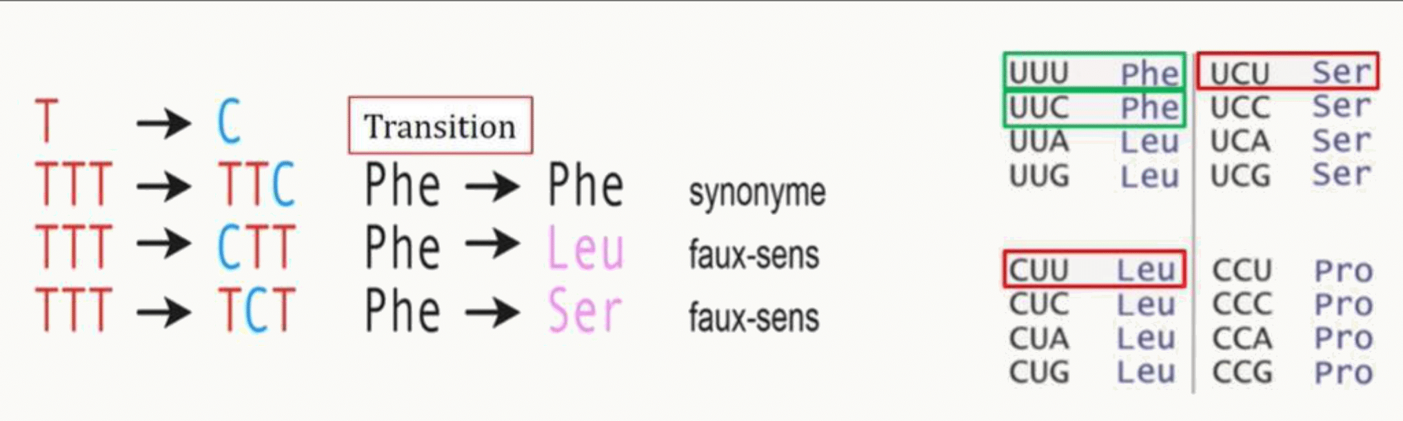Transitions et transversions, et conséquences synonyme, faux-sens ou non-sens sur la protéine