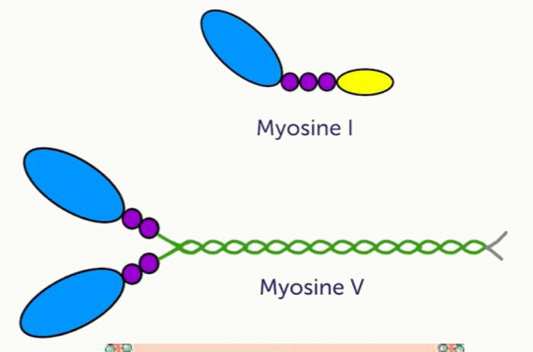 Structures comparées de la myosine I à une tête et de la myosine V à deux têtes