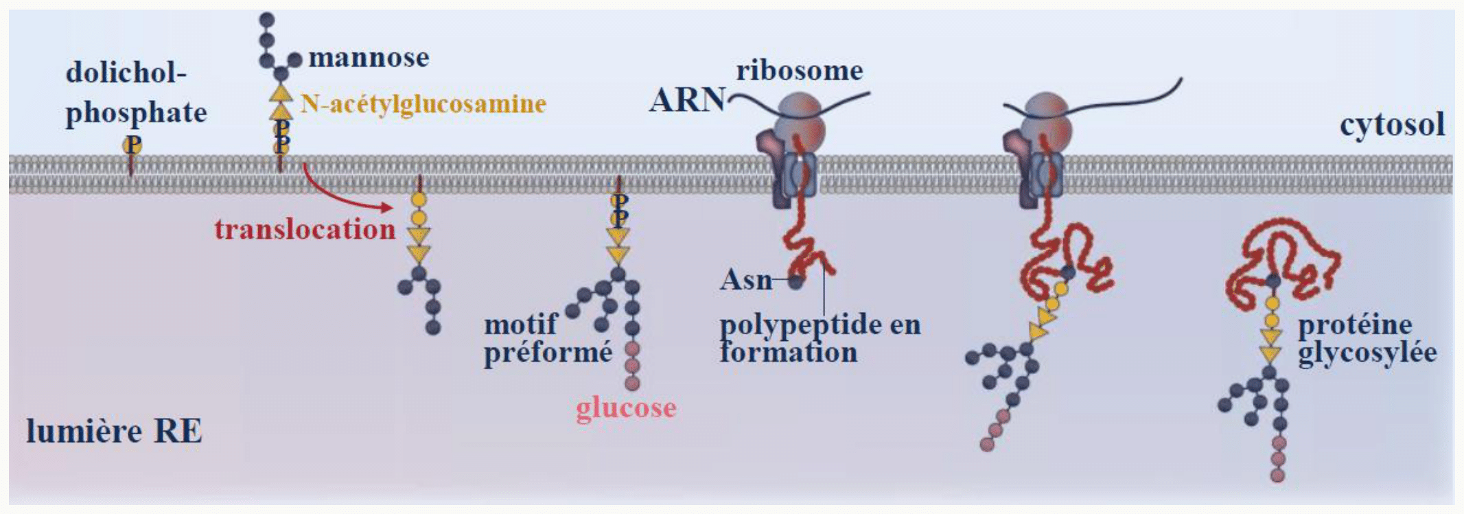 N-glycosylation d'une protéine dans le réticulum par transfert d'un oligosaccharide porté par le dolichol-phosphate