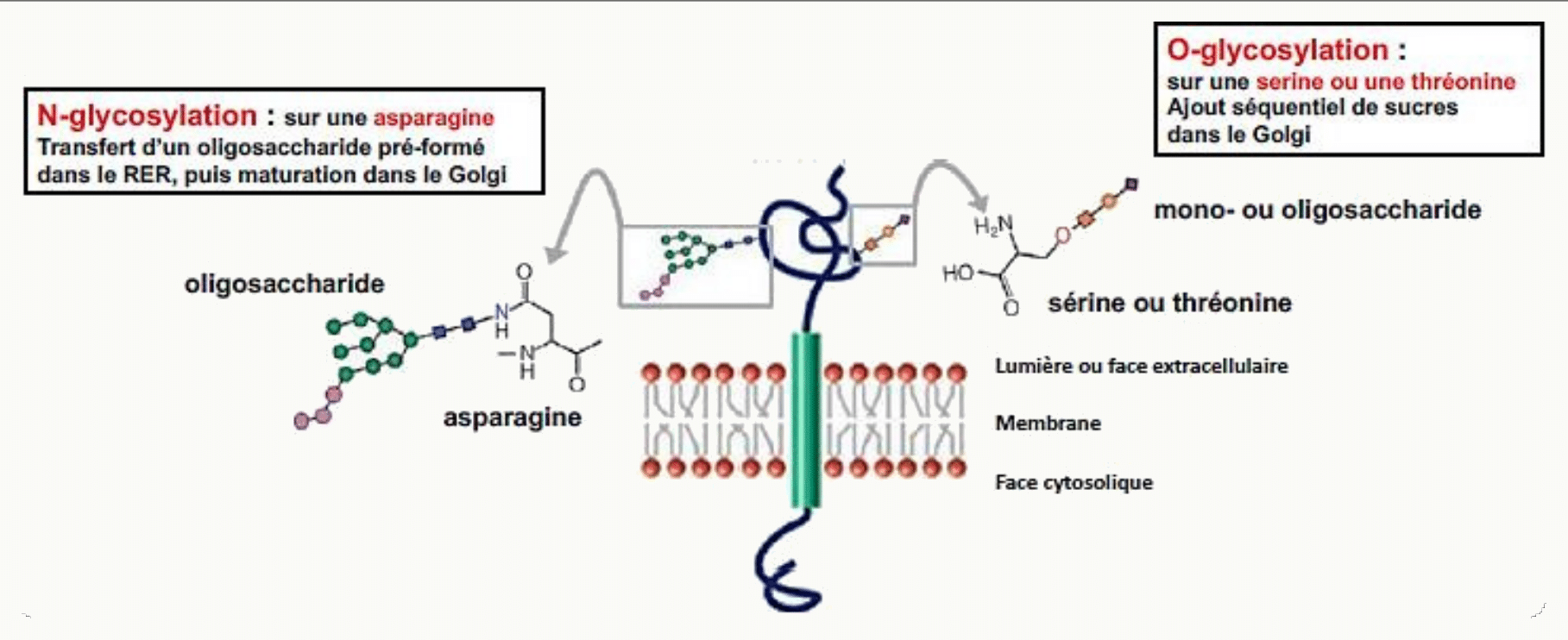 N-glycosylation sur une asparagine et O-glycosylation sur une sérine ou une thréonine
