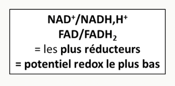 Couples NAD+/NADH et FAD/FADH₂, les plus réducteurs, au potentiel redox le plus bas