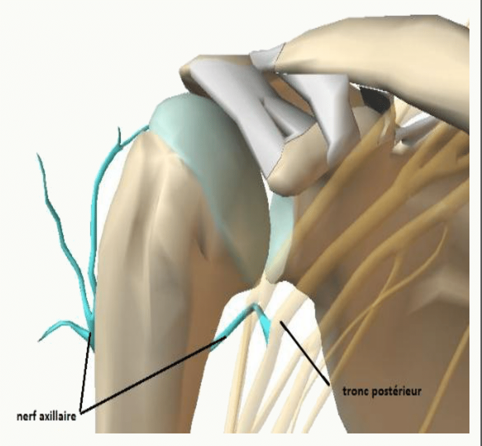 Nerf axillaire contournant le col chirurgical de l'humérus pour innerver le deltoïde