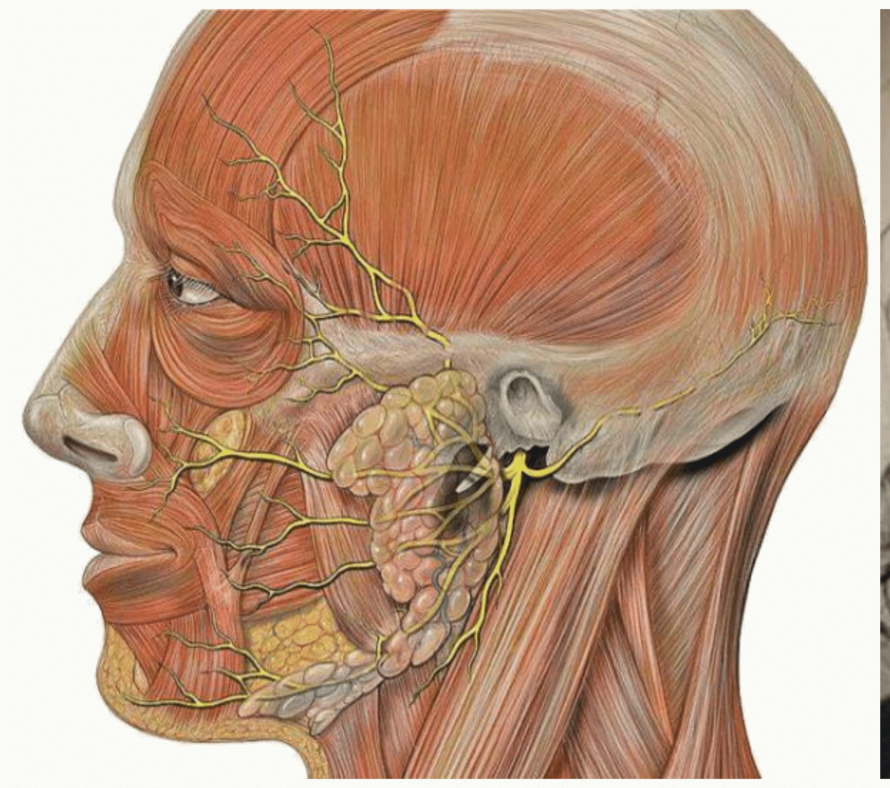 Nerf facial et ses branches terminales se distribuant aux muscles de la face