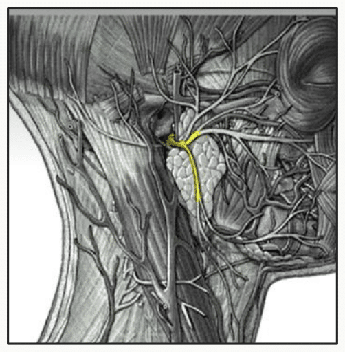 Nerf facial à sa sortie du crâne, en vue de dissection