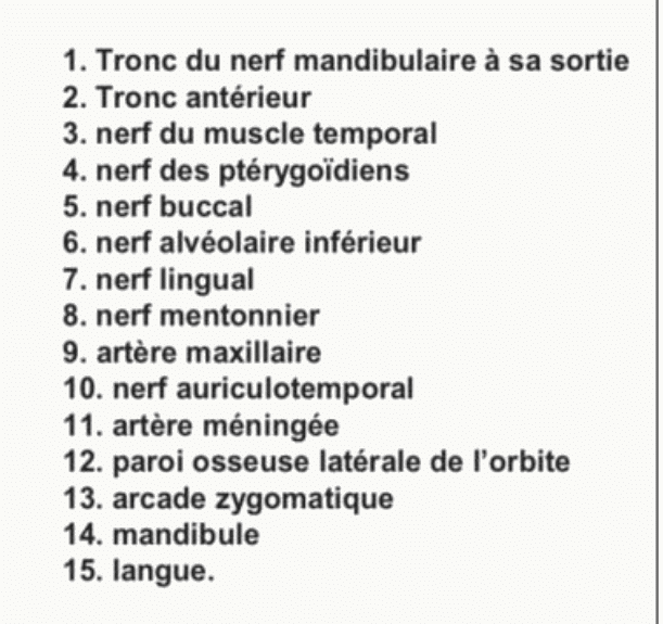 Nerf mandibulaire V3 et ses branches : nerf lingual, nerf alvéolaire inférieur, nerf buccal et nerf auriculotemporal