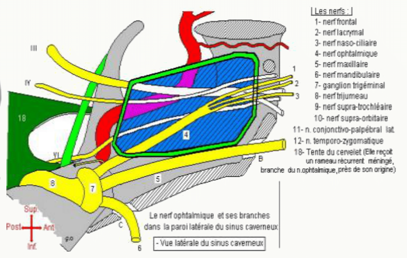 Nerf ophtalmique V1 et ses branches dans la paroi latérale du sinus caverneux