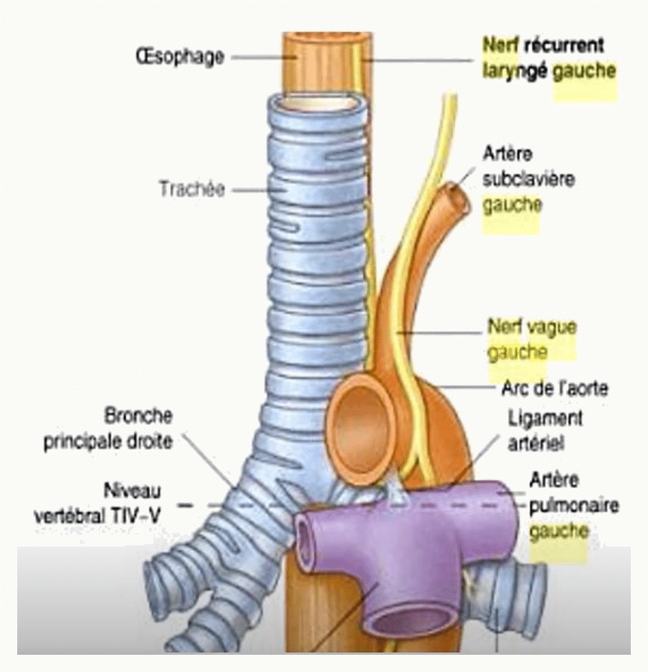 Nerf vague et nerf récurrent laryngé gauche contournant l'arc de l'aorte