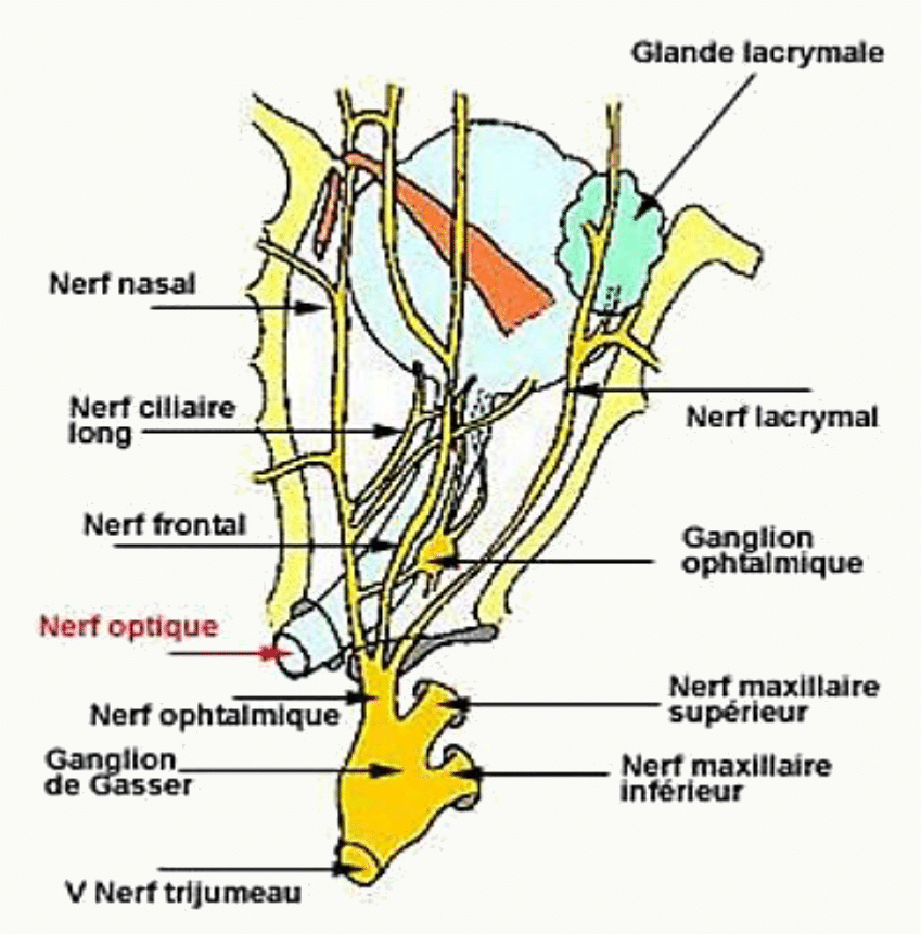 Nerfs de l'orbite : nerf optique, nerf ophtalmique, nerf frontal, nerf lacrymal et ganglion ophtalmique