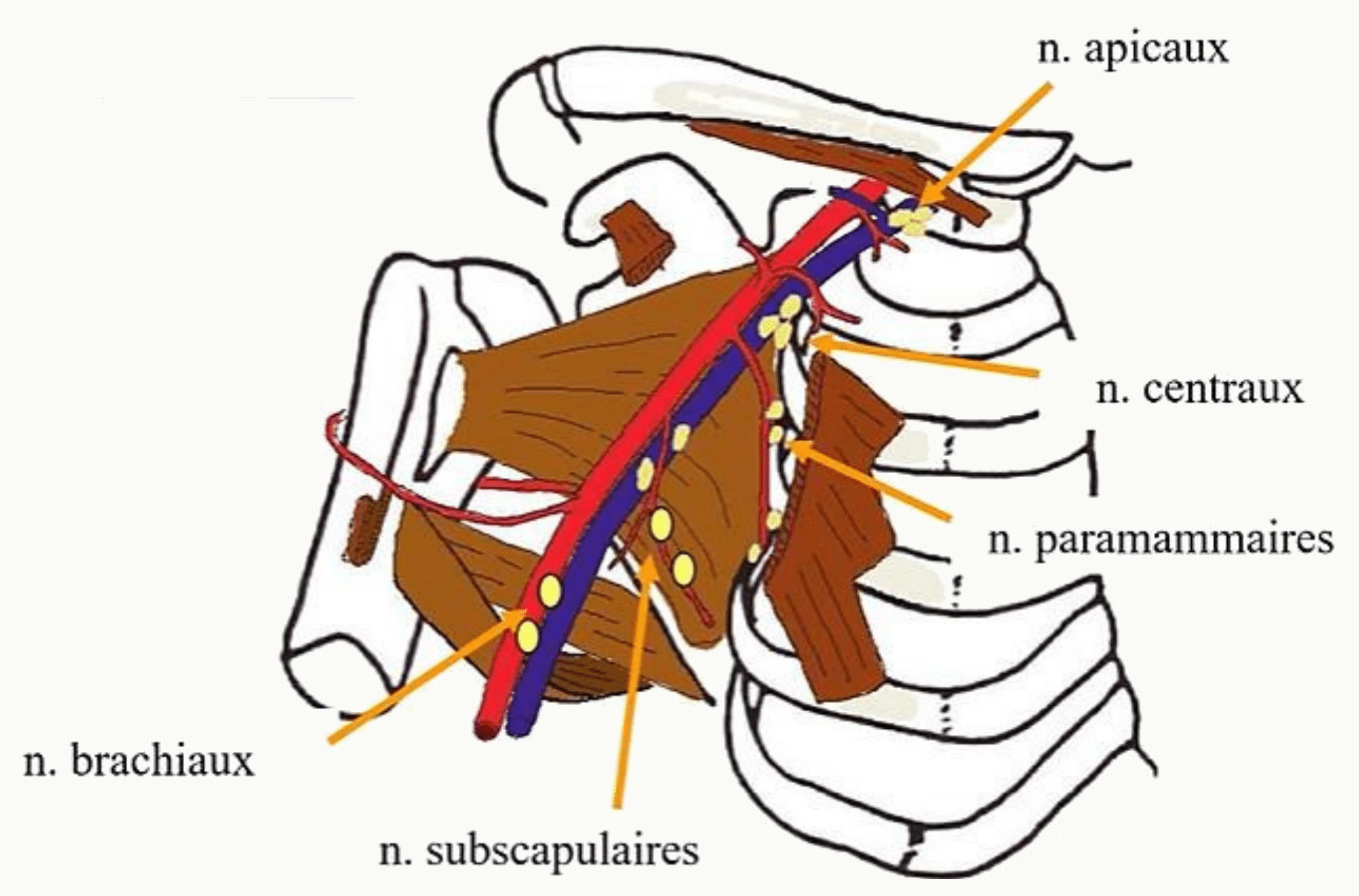 Nerfs issus du plexus brachial se distribuant à l'épaule : nerfs pectoraux, sub-scapulaires et thoraco-dorsal