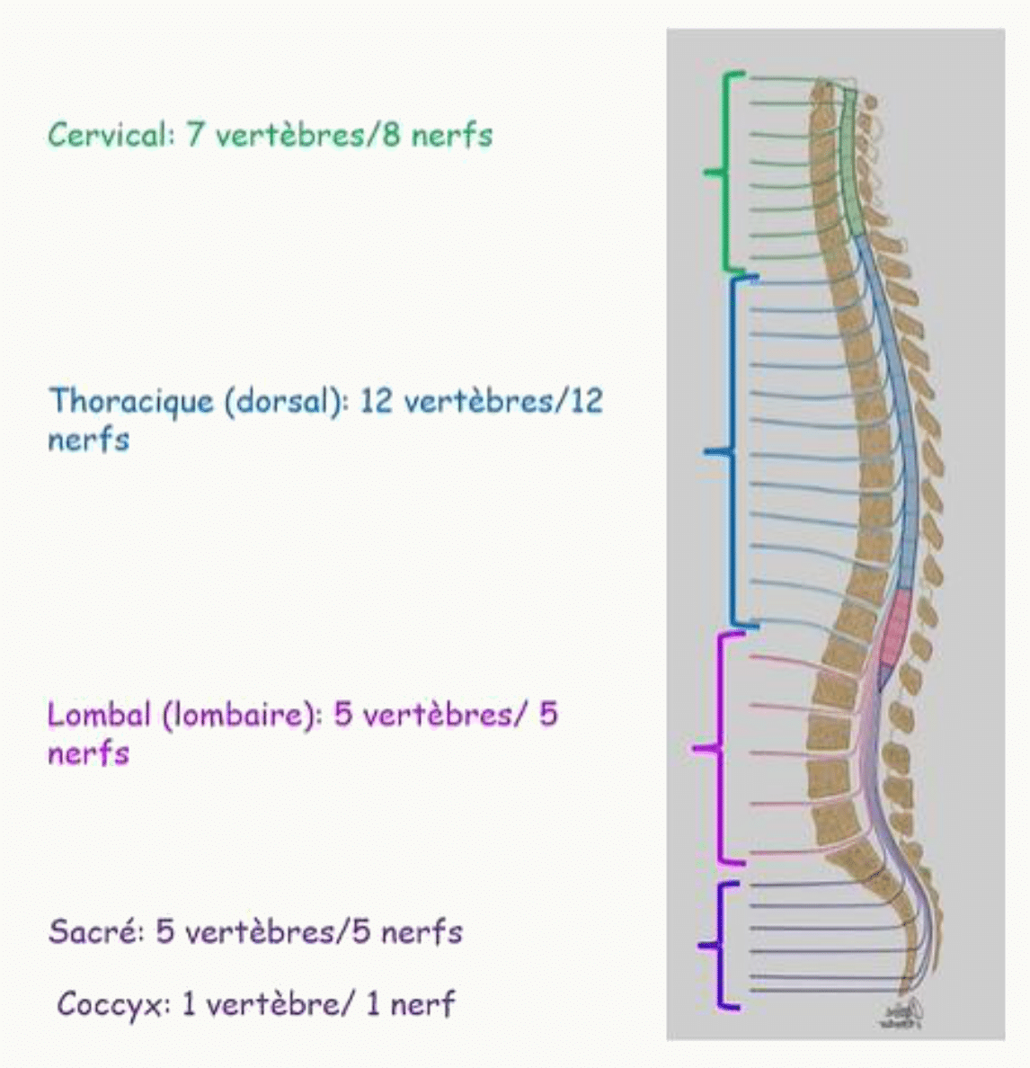 Répartition des nerfs spinaux par étage : cervical, thoracique, lombal, sacré et coccygien