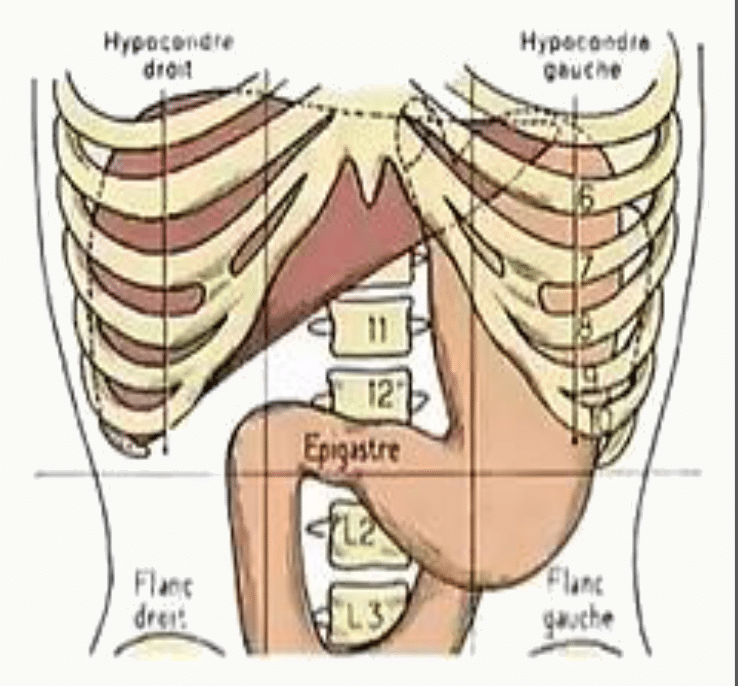 Les neuf cadrans de l'abdomen délimités par deux lignes horizontales et deux lignes verticales