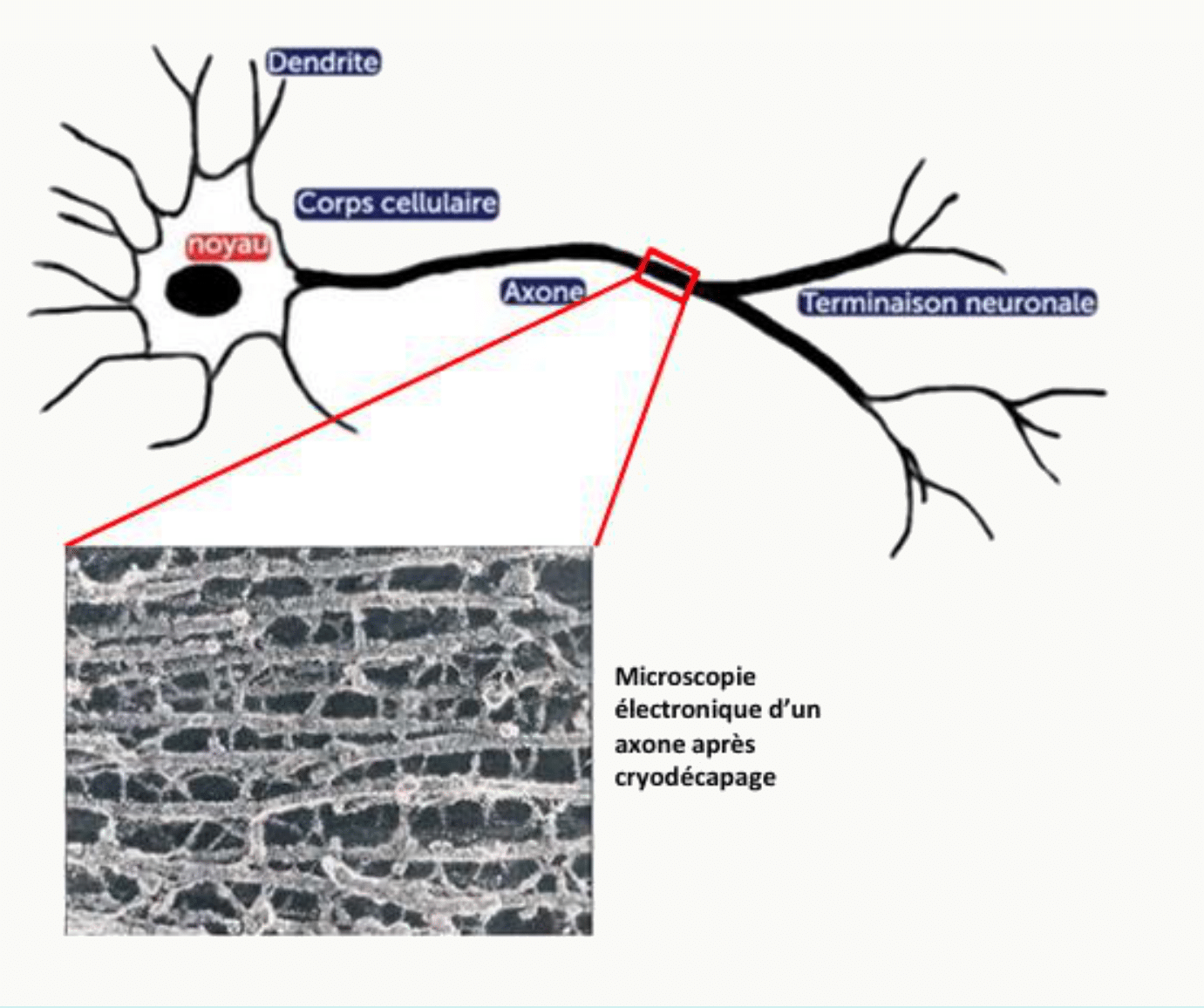 Neurofilaments d'un axone observés après cryodécapage au microscope électronique