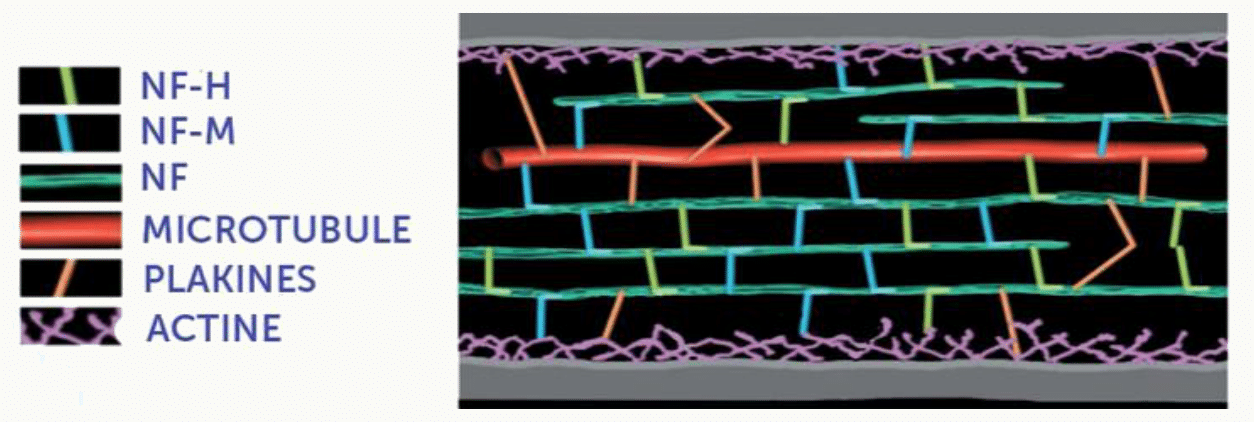 Neurofilaments, microtubules, plakines et actine coexistant dans l'axone