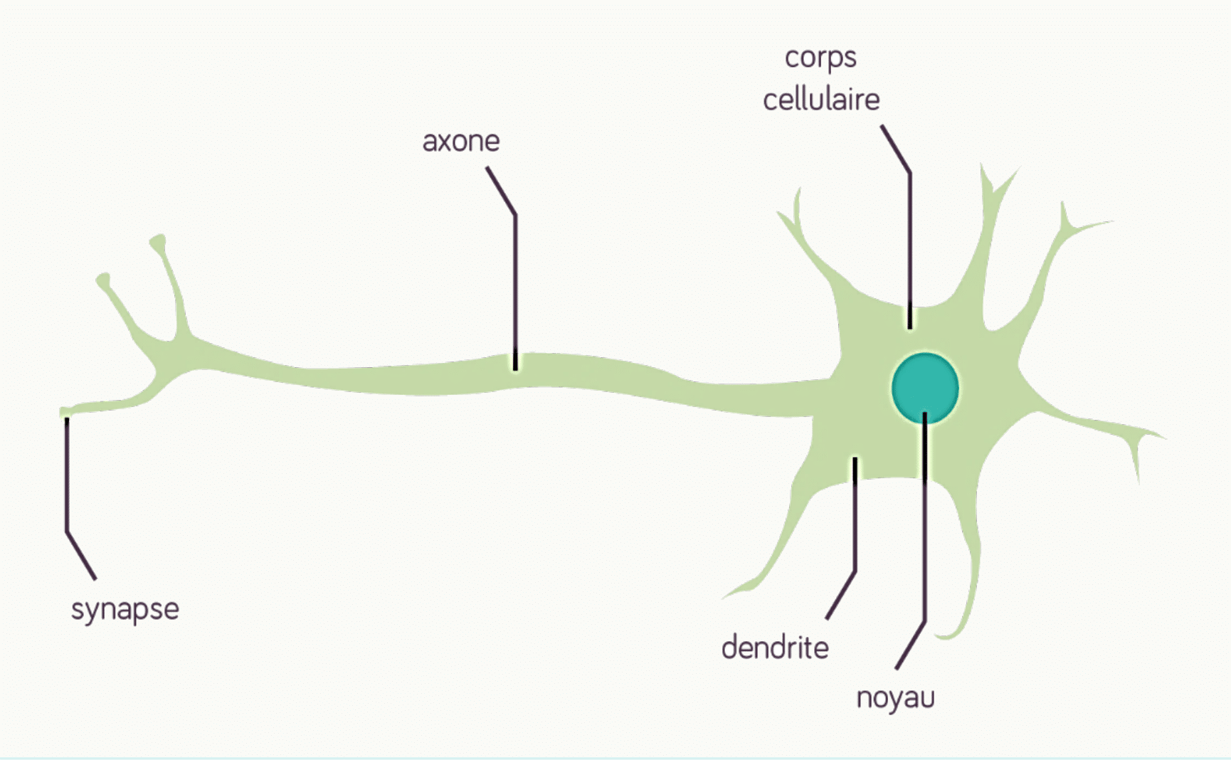 Neurone avec son corps cellulaire, ses dendrites, son axone myélinisé et sa synapse
