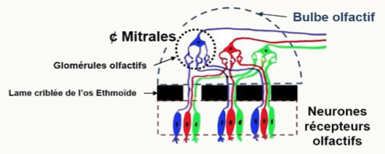 Neurones récepteurs olfactifs traversant la lame criblée et faisant relais dans les glomérules olfactifs