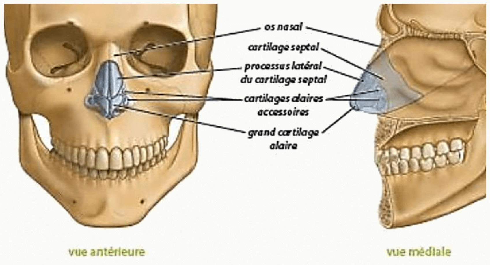 Nez et ses cartilages septal, latéraux et alaires