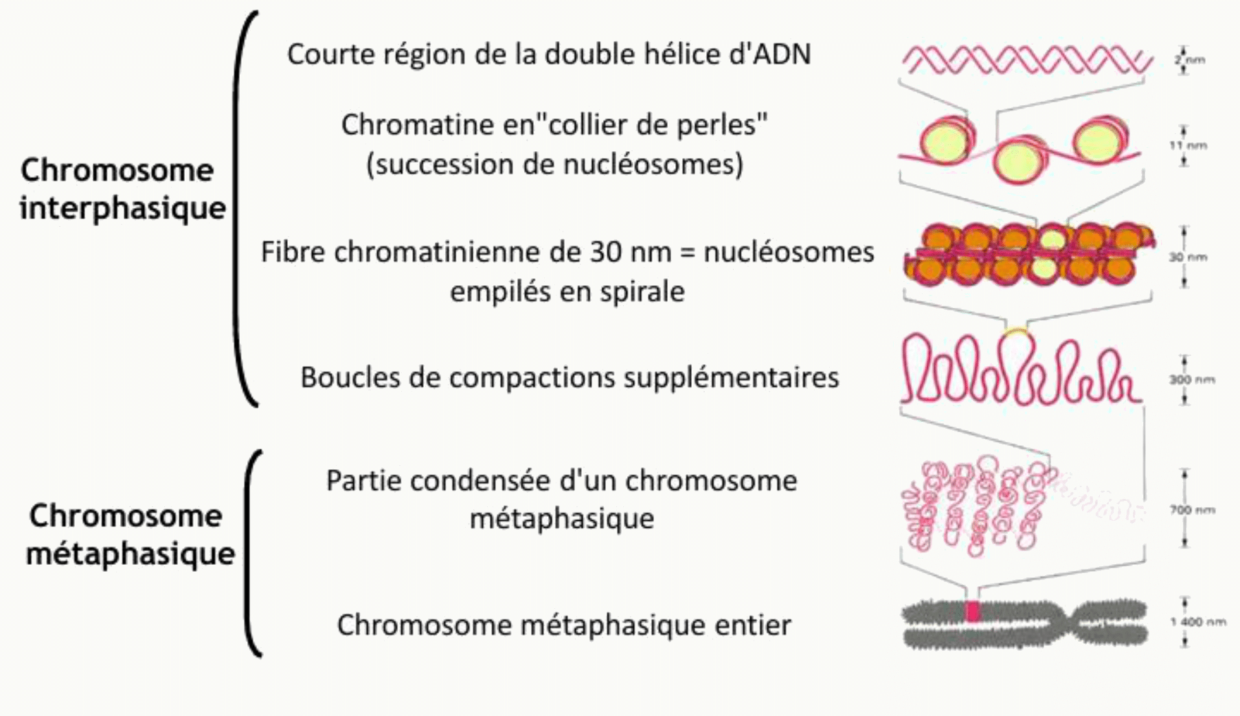 Niveaux successifs de compaction, de la double hélice au chromosome métaphasique