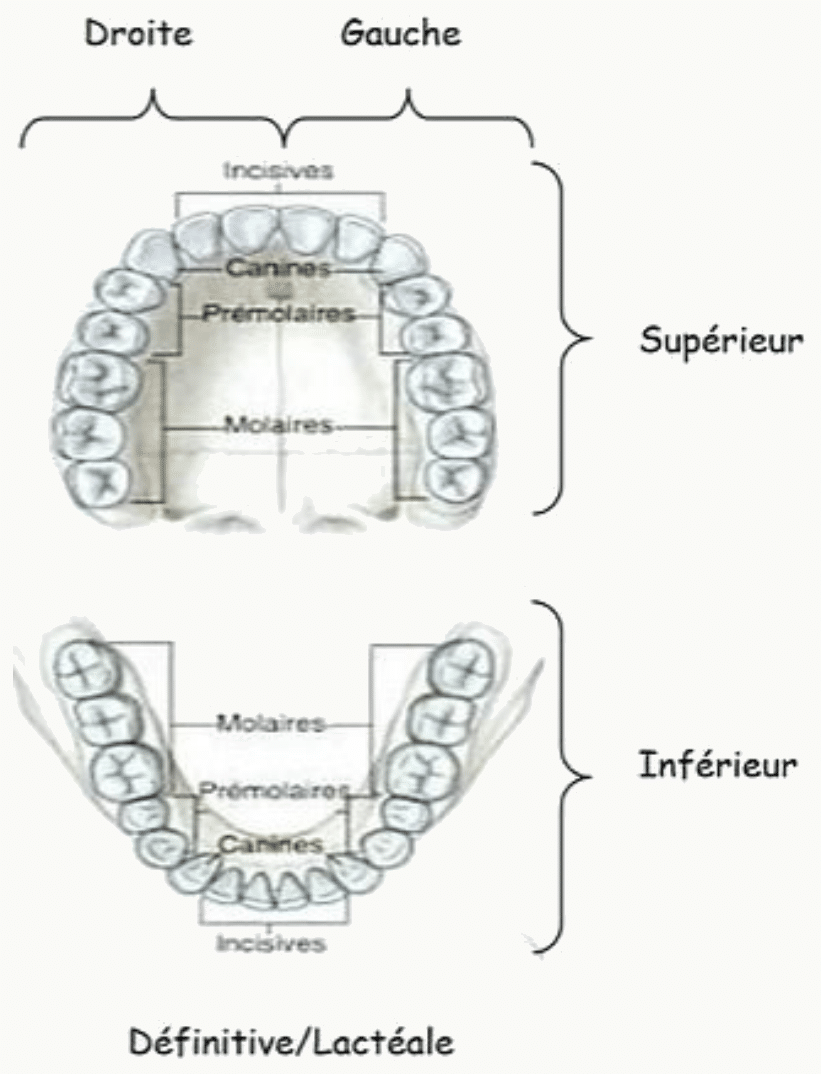 Nomenclature dentaire : incisives, canines, prémolaires et molaires des arcades supérieure et inférieure
