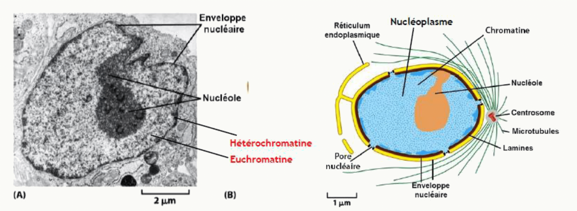 Noyau et ses constituants : enveloppe nucléaire, nucléole, hétérochromatine et euchromatine