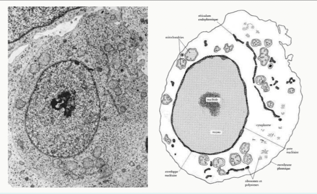 Noyau en microscopie électronique accompagné du schéma interprétatif correspondant