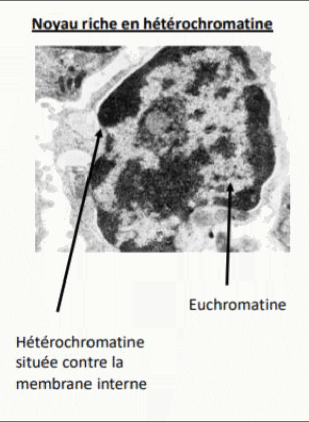 Noyau riche en hétérochromatine, condensée contre la membrane interne, et euchromatine plus claire au centre