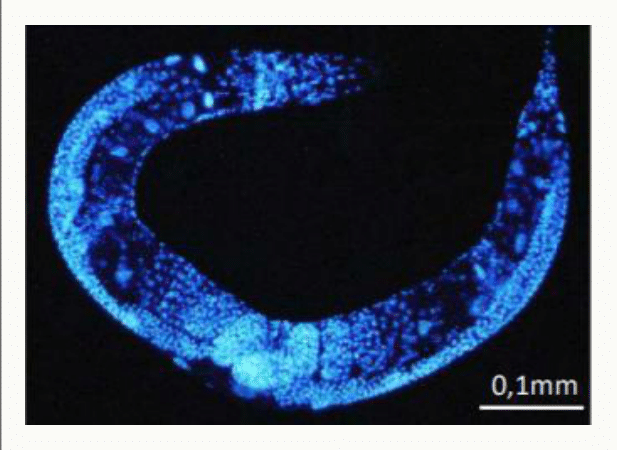 Noyaux d'un embryon marqués au DAPI et observés en fluorescence