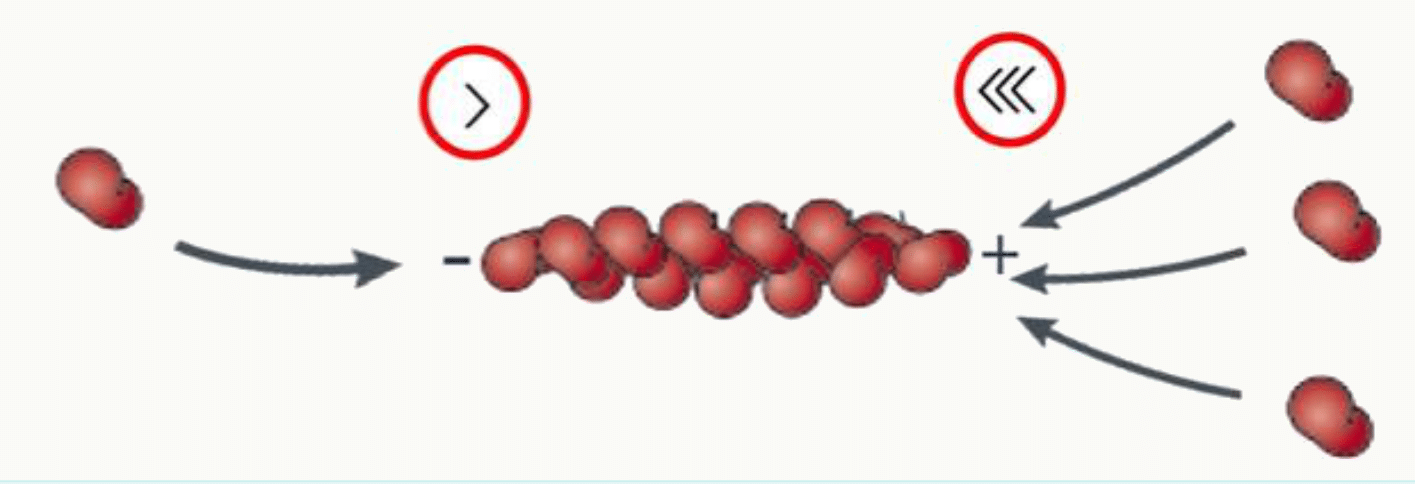 Nucléation puis polymérisation d'un filament d'actine à partir de monomères