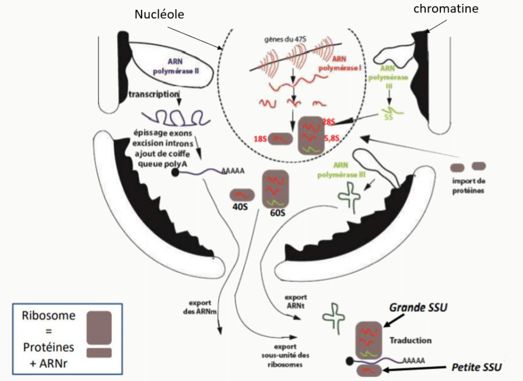 Biogenèse des ribosomes dans le nucléole : transcription des ARNr, assemblage des sous-unités et export