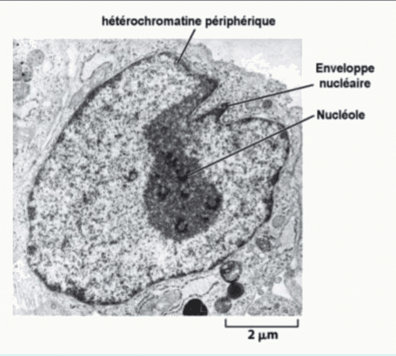 Nucléole et hétérochromatine périphérique dans un noyau au microscope électronique